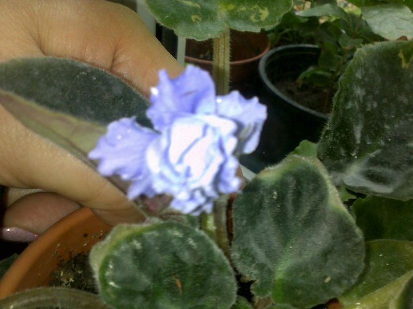  - alte flori