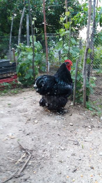  - Cochin bobat fam 1