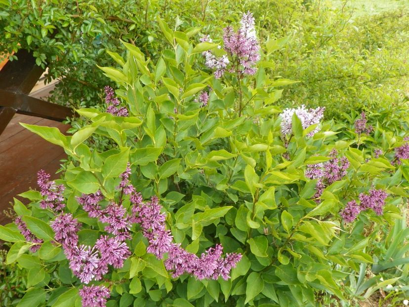 syringa Miss Kim - z-Dobarland 2017