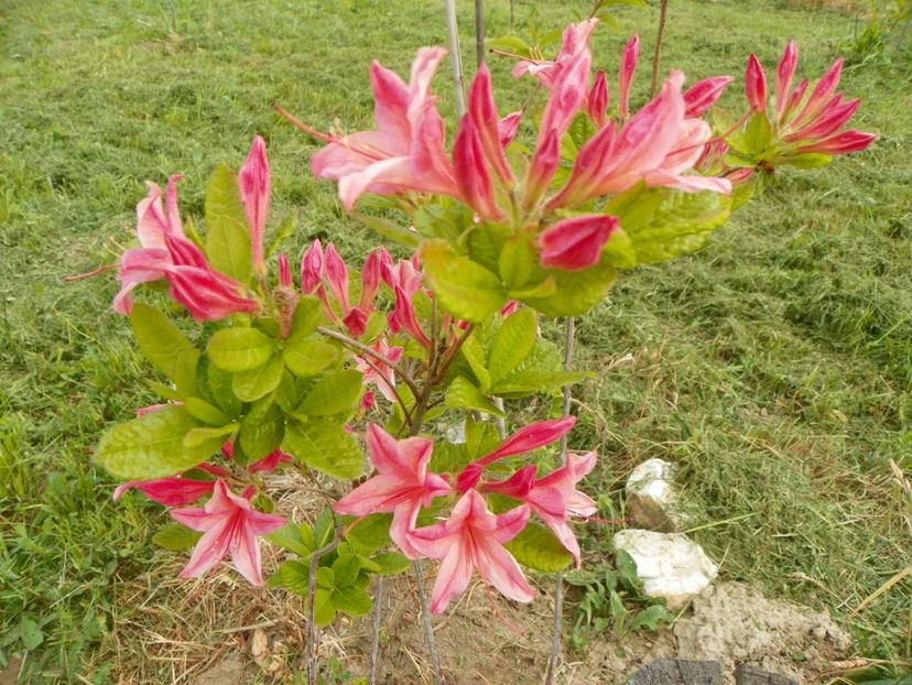 azalea Homebush - z-Dobarland 2017