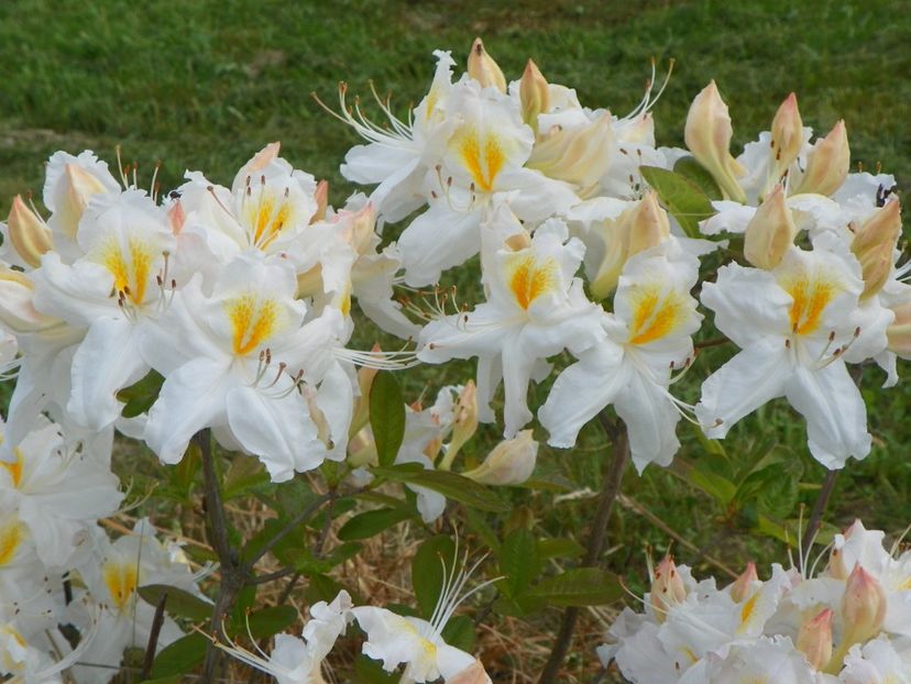 azalea Schneegold - z-Dobarland 2017