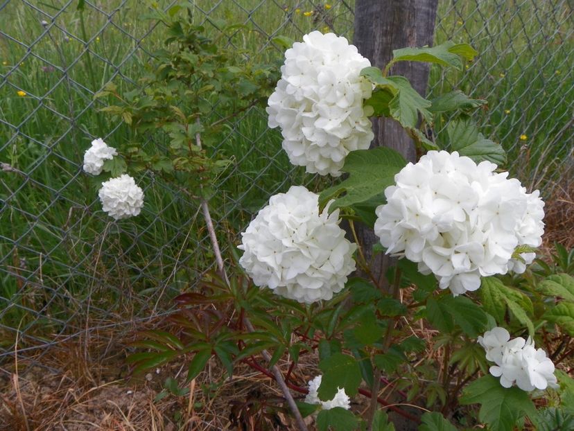 viburnum opulus roseum - z-Dobarland 2017