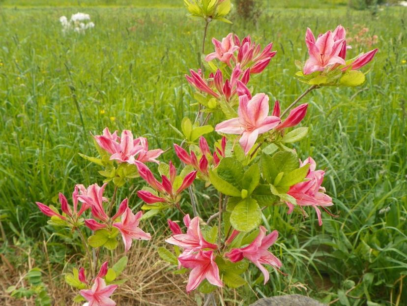 azalea Homebush - z-Dobarland 2017