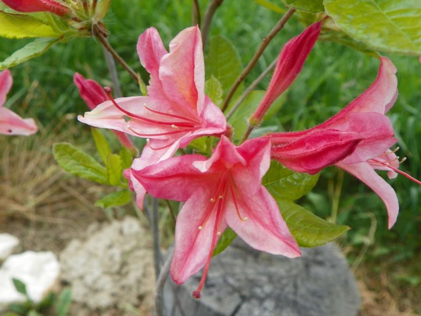 azalea Homebush - z-Dobarland 2017