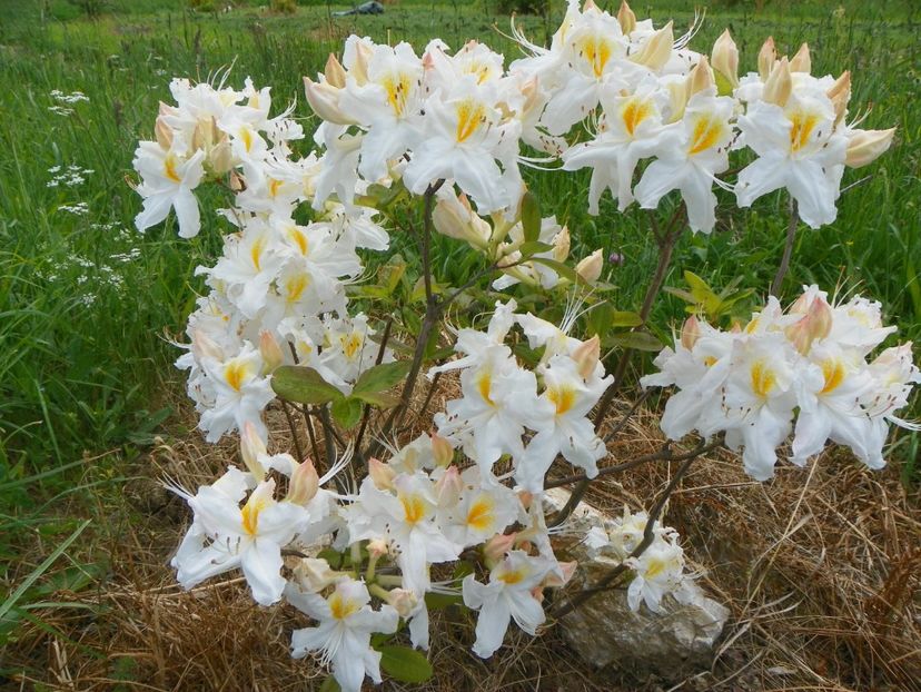 azalea Schneegold - z-Dobarland 2017