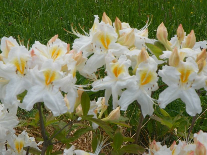 azalea Schneegold - z-Dobarland 2017