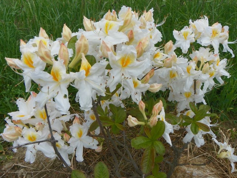 azalea Schneegold - z-Dobarland 2017