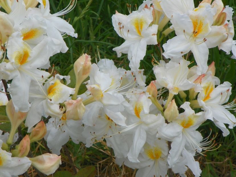 azalea Schneegold - z-Dobarland 2017