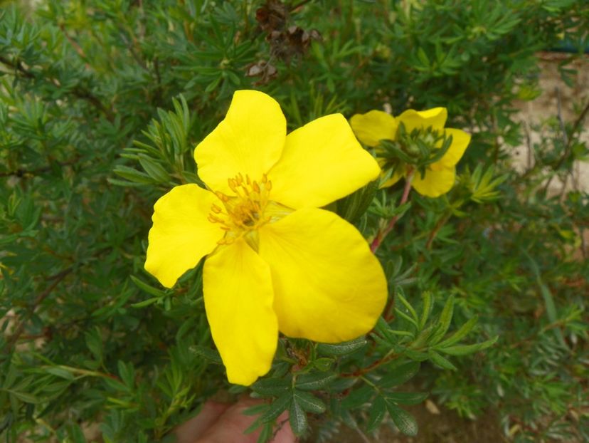 potentilla Goldfinger - z-Dobarland 2017
