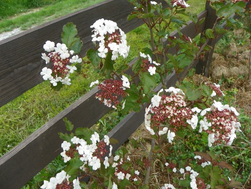 viburnum sarg. Onondaga - z-Dobarland 2017