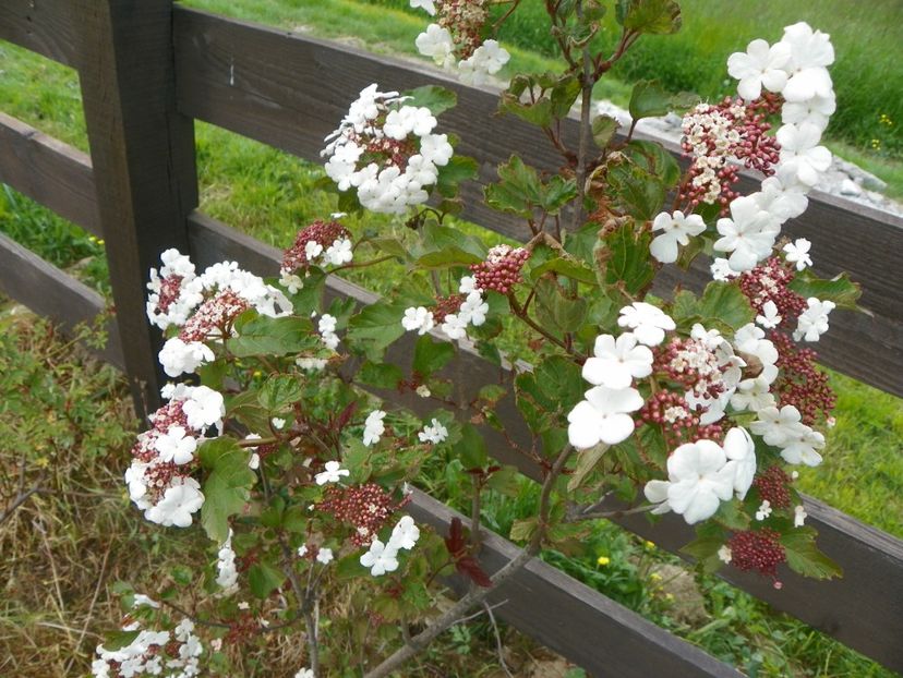 viburnum sarg. Onondaga - z-Dobarland 2017