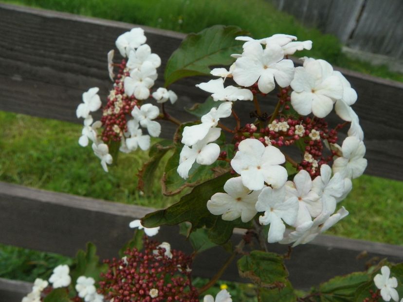 viburnum sarg. Onondaga - z-Dobarland 2017