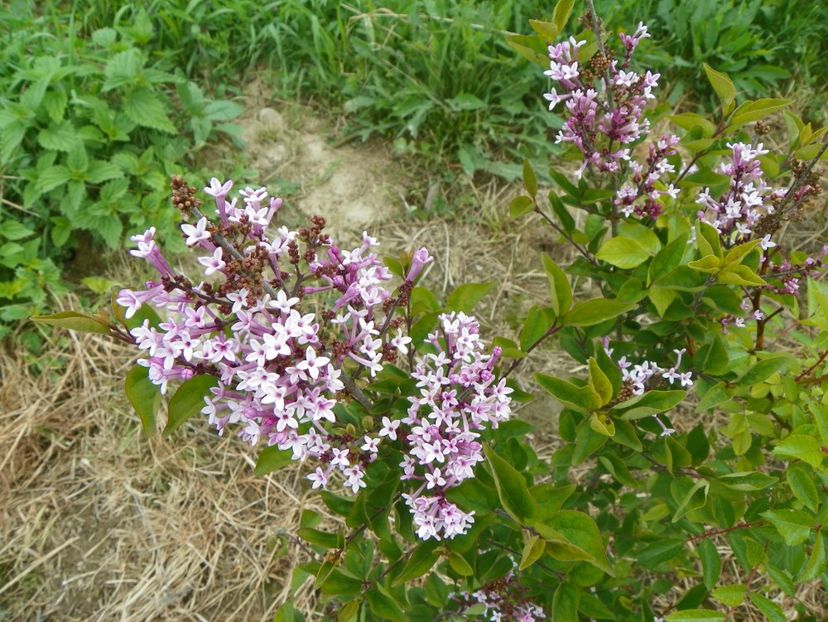 syringa Josee - z-Dobarland 2017