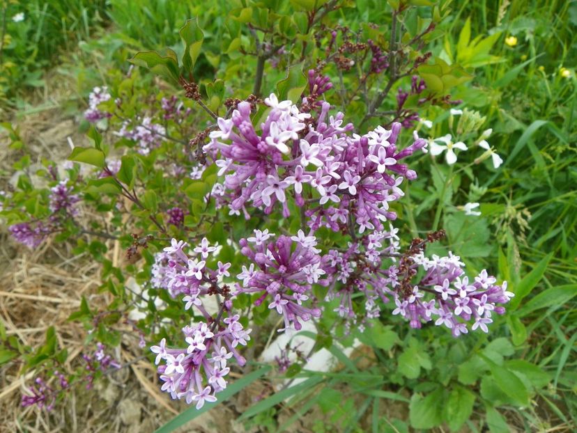 syringa Palibin - z-Dobarland 2017