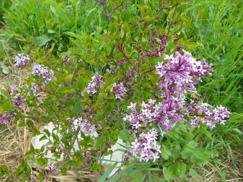 syringa Palibin - z-Dobarland 2017