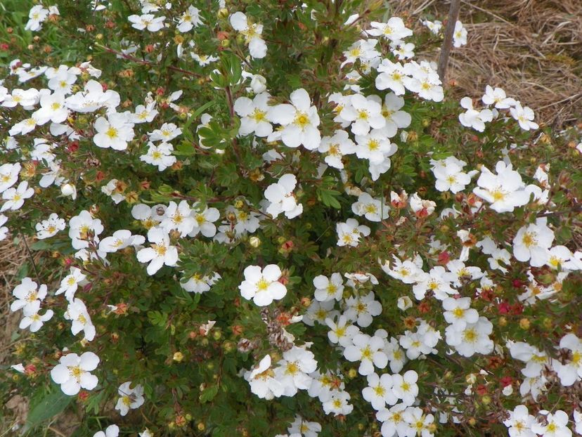 potentilla Abbotswood - z-Dobarland 2017