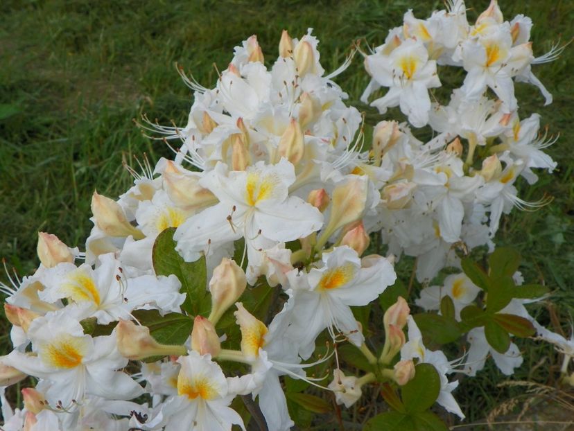 azalea Schneegold - z-Dobarland 2017