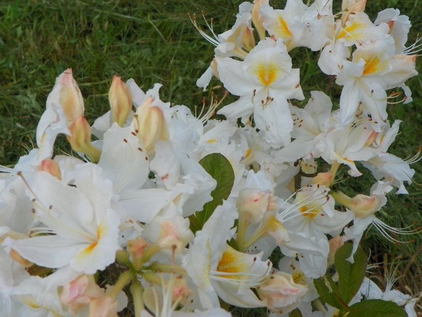azalea Schneegold - z-Dobarland 2017