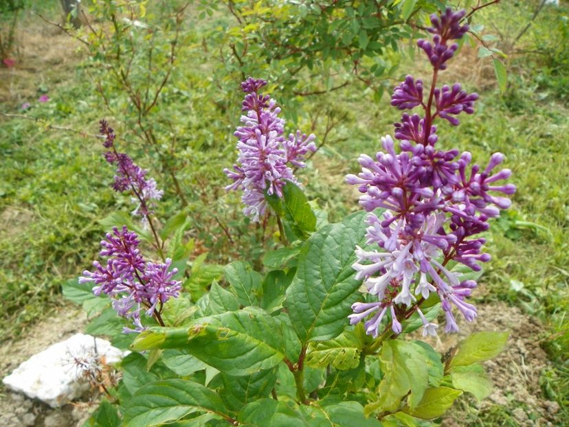 in loc de syringa Agnes Smith - z-Dobarland 2017