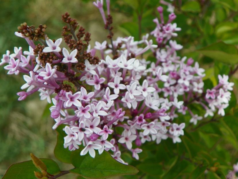 syringa Josee - z-Dobarland 2017