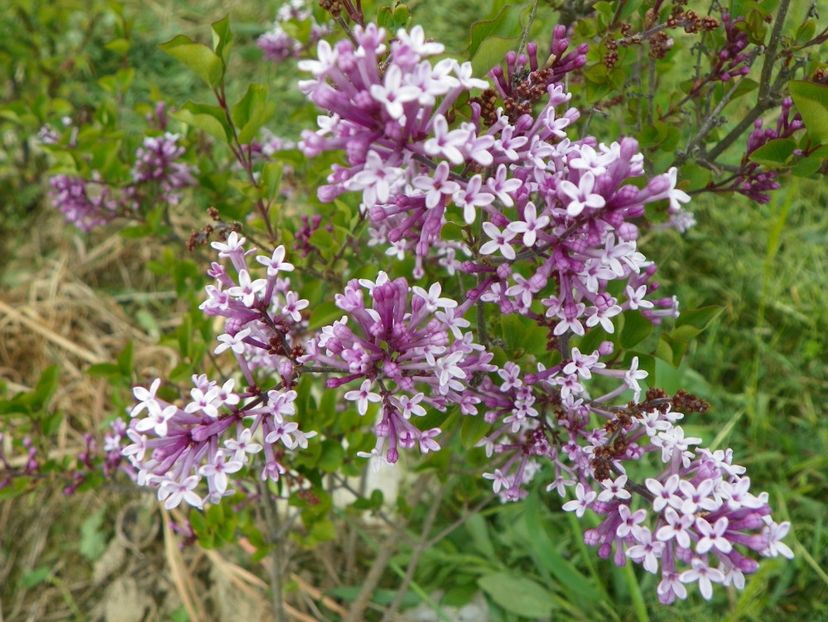 syringa Palibin - z-Dobarland 2017