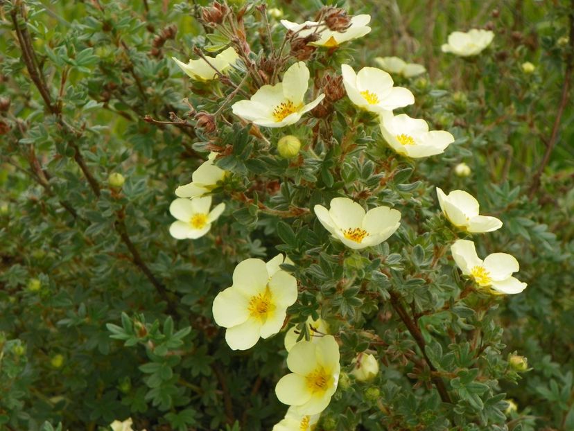 potentilla Primrose Beauty - z-Dobarland 2017