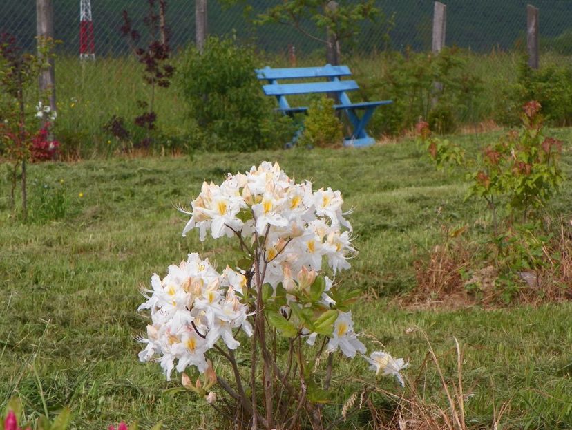 azalea Schneegold - z-Dobarland 2017
