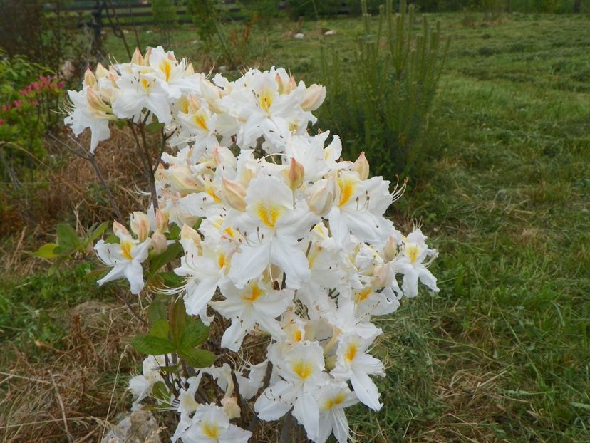 azalea Schneegold - z-Dobarland 2017