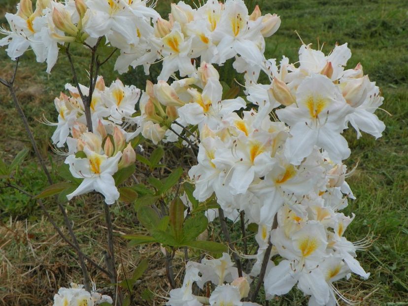 azalea Schneegold - z-Dobarland 2017