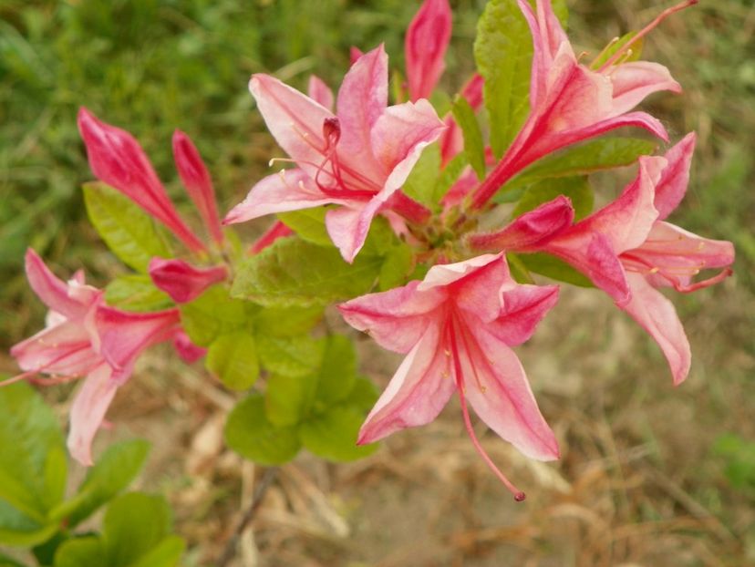 azalea Homebush - z-Dobarland 2017