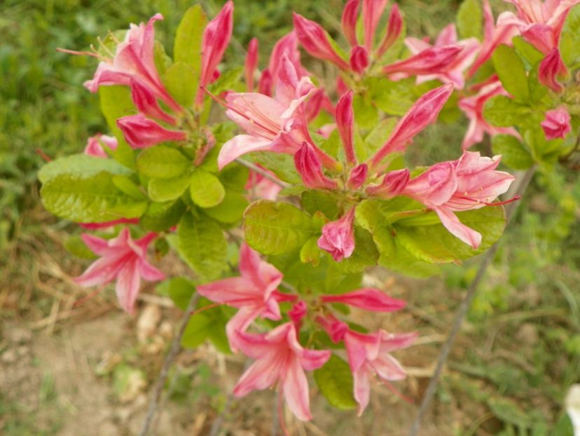 azalea Homebush - z-Dobarland 2017