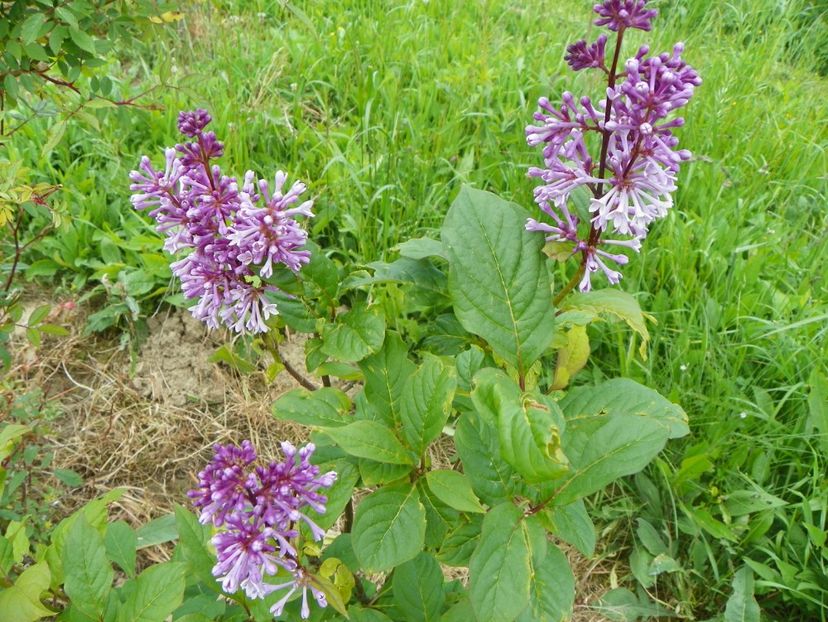 in loc de syringa Agnes Smith - z-Dobarland 2017