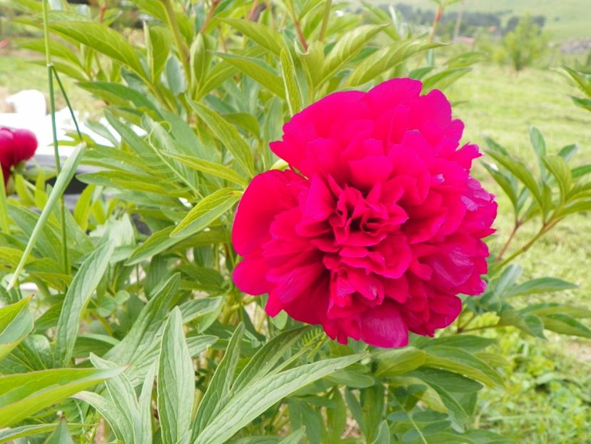 Rubra Plena - Irisi si bujori 2017