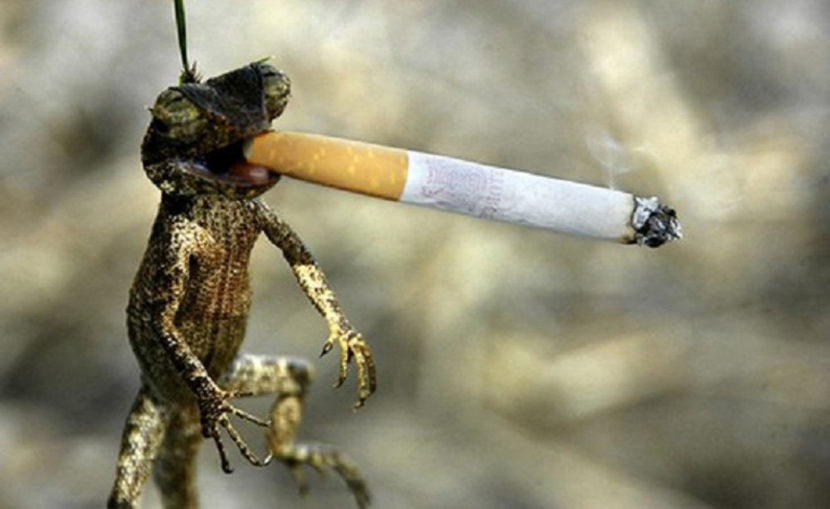 băiete, fumatul dăunează grav sănătății... - NATURA ȘI SURPRIZELE EI