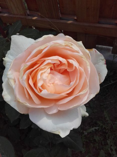 Versilia-? - 29-Versilia???