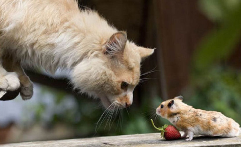 dacă nu te liniștești, te halesc cu tot cu căpșună!... - NATURA ȘI SURPRIZELE EI