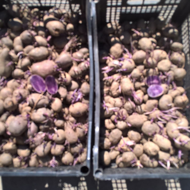 Cartofi_Mov_Peruvian_0721339995_Oriunde_in_Romania[1] - Cartofi violet acum si in Romania de Consum si Samanta 0721339995 de vanzare