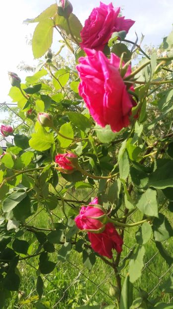  - Madame Isaac Perreire