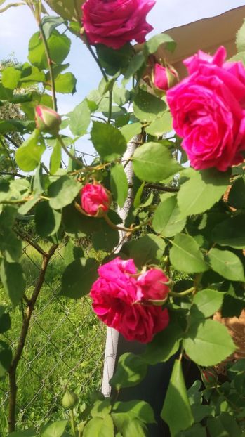  - Madame Isaac Perreire