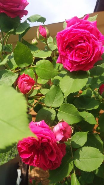  - Madame Isaac Perreire