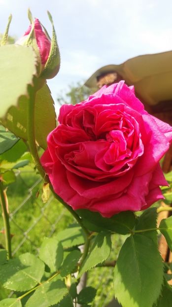  - Madame Isaac Perreire