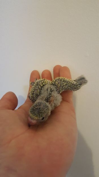  - Seria 2 de perusi motati 2017