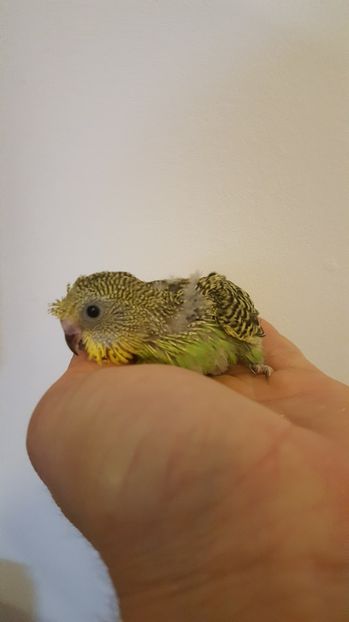  - Seria 2 de perusi motati 2017