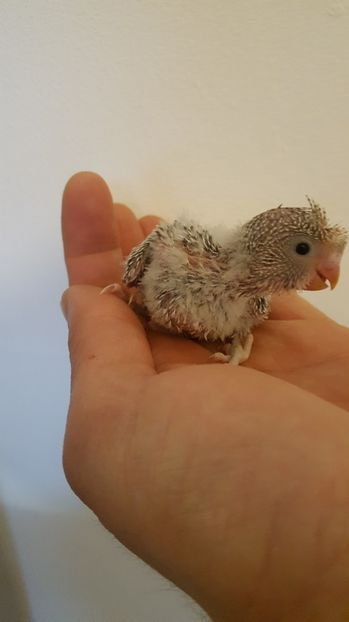  - Seria 2 de perusi motati 2017