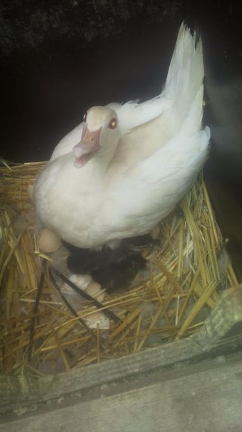 Caroline - Tineret 2020