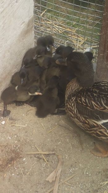 Salbatica neagra - Tineret 2020