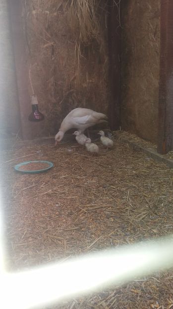 Gasca nr 1 - Tineret 2020