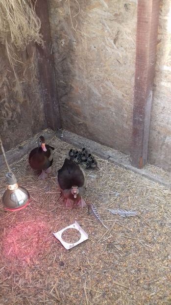 Fluieratoare cu ciocul rosu - Tineret 2020