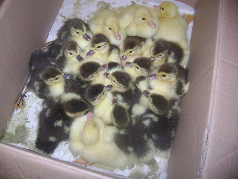  - RATE MUTE MATCA 2017