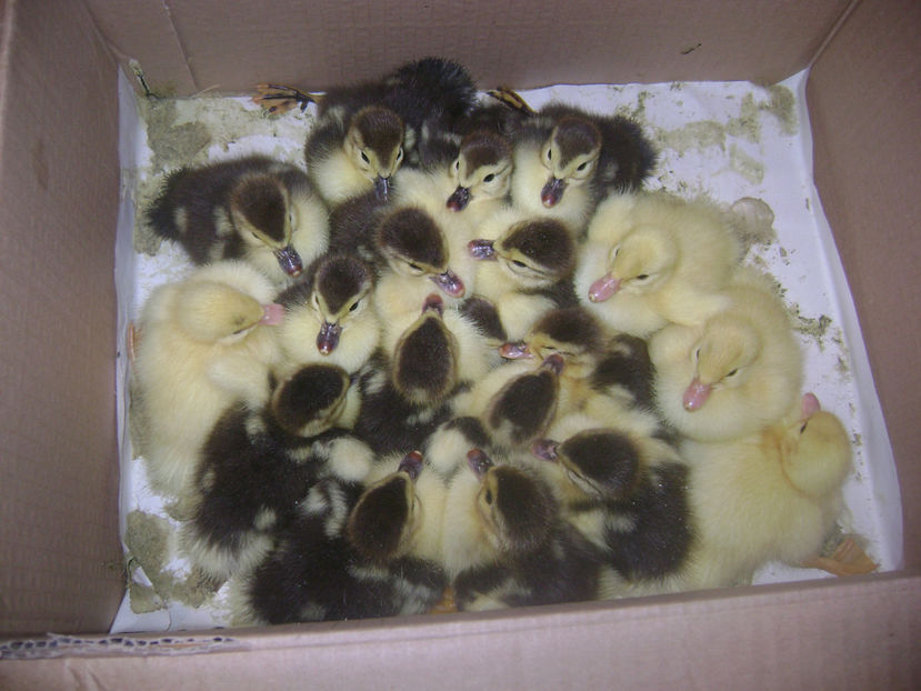  - RATE MUTE MATCA 2017